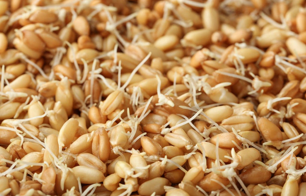 蒸汽模塊爐培育種子更有效!